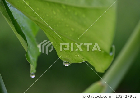 Drops drip from the leaves of a large yam plant 132427912