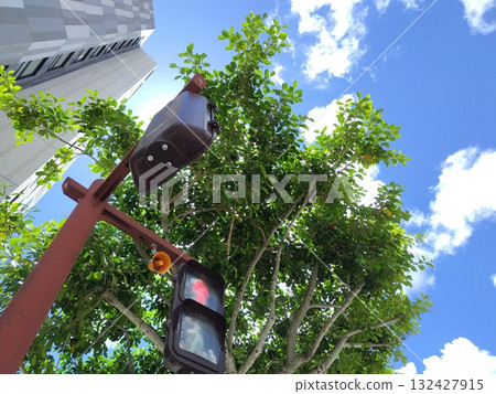 Sunlight filtering through the trees lining the street, seen from a crosswalk 132427915