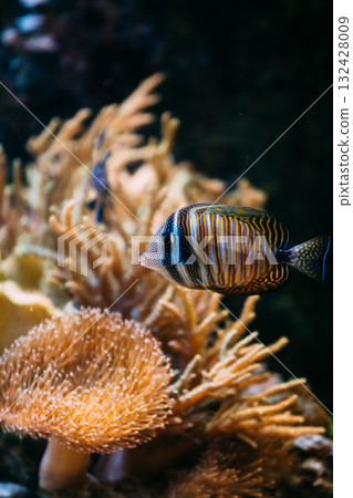 Colorful sea fish in aquarium. The royal angelfish - Pygoplites diacanthus, regal angelfish, is a species of marine ray-finned fish, a marine angelfish belonging to the family Pomacanthidae, and the Colorful sea fish in aquarium. The royal angelfish - Pygoplites diacanthus, regal angelfish, is a species of marine ray-finned fish, a marine angelfish belonging to the family Pomacanthidae, and the 132428009