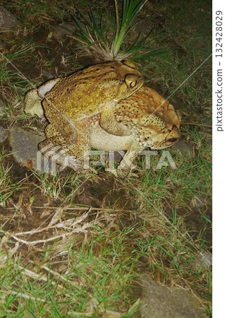 Two Toads in Amplexus Mating on the Ground at Night Two Toads in Amplexus Mating on the Ground at Night 132428029