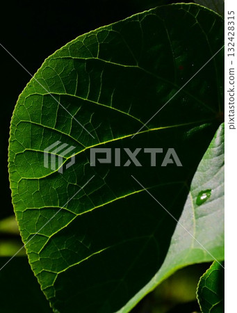 強壯的靜脈 132428315