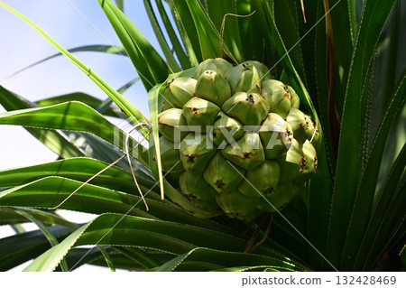 Pandanus fruits have sharp designs that are hard to believe are from terrestrial organisms Pandanus fruits have sharp designs that are hard to believe are from terrestrial organisms 132428469