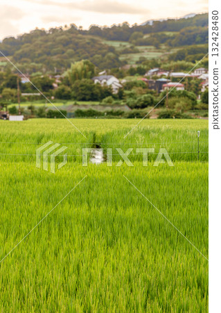 Rice fields bathed in the setting sun 132428480