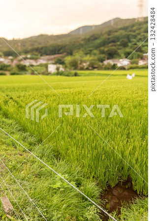 Rice fields illuminated by the setting sun Rice fields illuminated by the setting sun 132428484