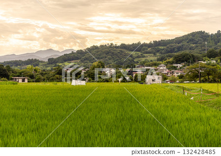 A field where the sun is dyed 132428485