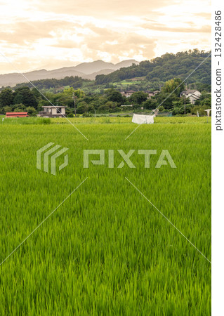 A field where the sun is dyed A field where the sun is dyed 132428486