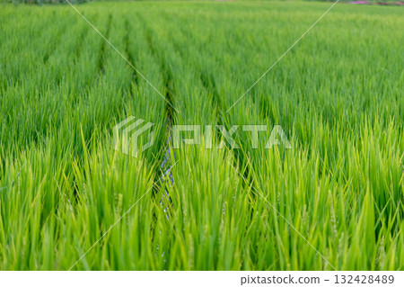 Rice swaying in the wind 132428489