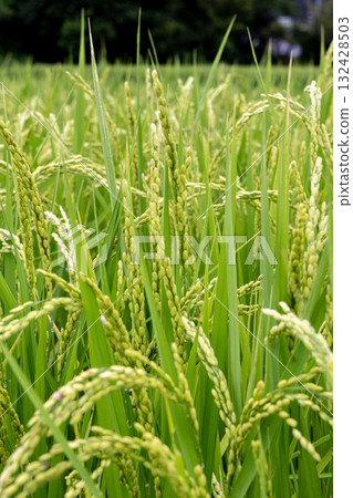 Rice early harvest 132428503
