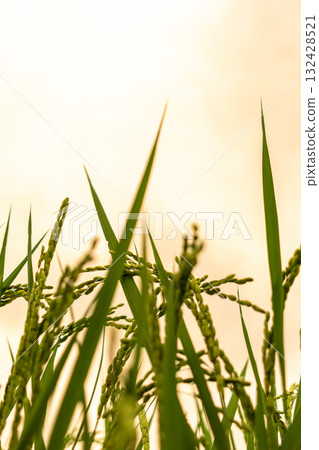 Rice ears illuminated by the setting sun Rice ears illuminated by the setting sun 132428521