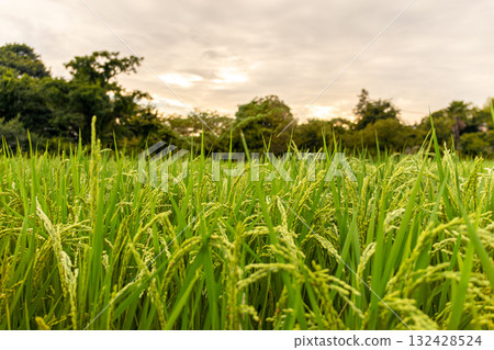 Inaho illuminated by the setting sun Inaho illuminated by the setting sun 132428524