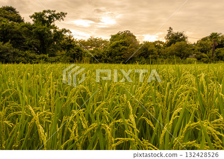 Inaho illuminated by the setting sun Inaho illuminated by the setting sun 132428526