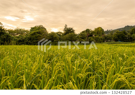 Rice field illuminated by the setting sun 132428527