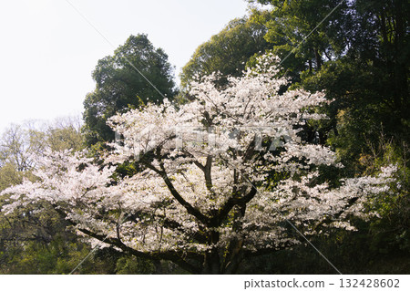 Scenery with rows of cherry blossom trees 132428602