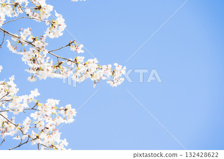 Scenery with rows of cherry blossom trees Scenery with rows of cherry blossom trees 132428622