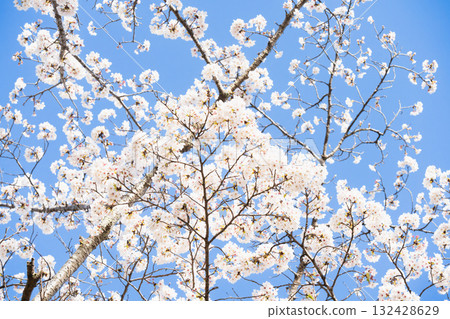 Scenery with rows of cherry blossom trees Scenery with rows of cherry blossom trees 132428629