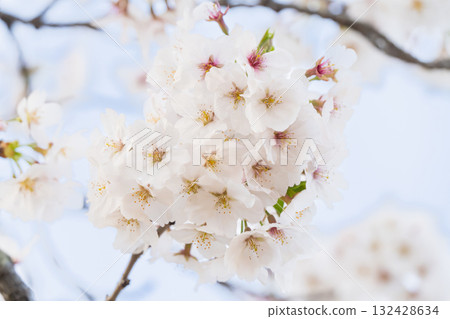 Scenery with rows of cherry blossom trees Scenery with rows of cherry blossom trees 132428634