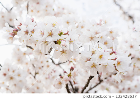 一排排櫻花樹的風景 132428637