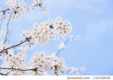 一排排櫻花樹的風景 132428638