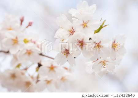 Scenery with rows of cherry blossom trees Scenery with rows of cherry blossom trees 132428640
