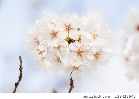 Scenery with rows of cherry blossom trees Scenery with rows of cherry blossom trees 132428642