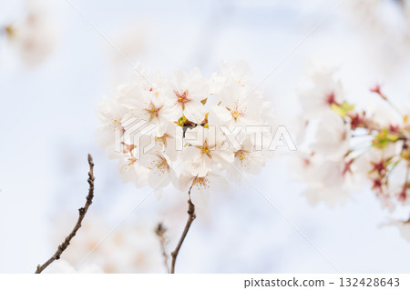 一排排櫻花樹的風景 一排排櫻花樹的風景 132428643