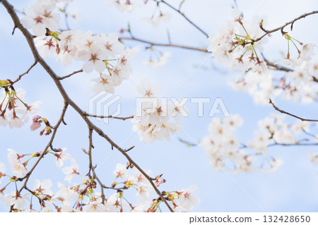 Scenery with rows of cherry blossom trees Scenery with rows of cherry blossom trees 132428650