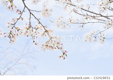 Scenery with rows of cherry blossom trees Scenery with rows of cherry blossom trees 132428652