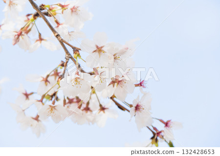 一排排櫻花樹的風景 132428653