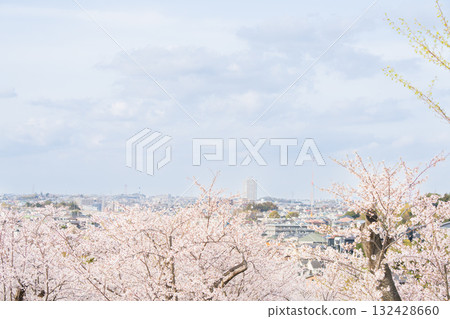 Scenery with rows of cherry blossom trees 132428660