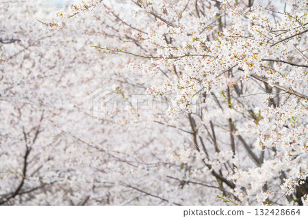 Scenery with rows of cherry blossom trees 132428664
