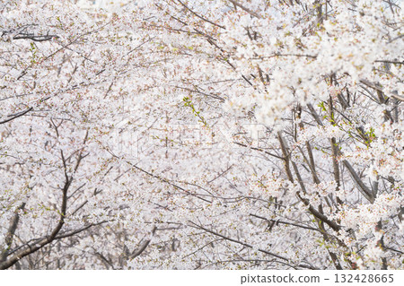 Scenery with rows of cherry blossom trees 132428665