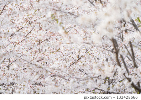 一排排櫻花樹的風景 一排排櫻花樹的風景 132428666