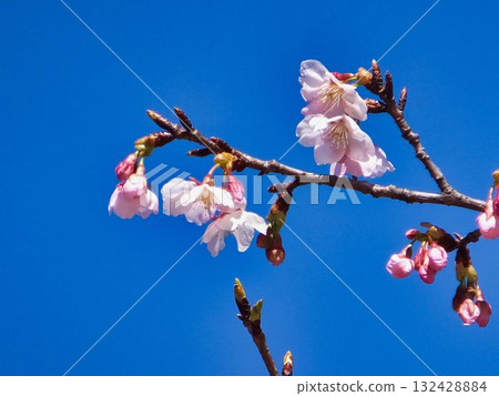 Sakura flowers floating in the blue sky 132428884
