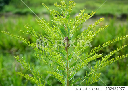 螳螂卵在高大的黃花紫菀上 螳螂卵在高大的黃花紫菀上 132429077