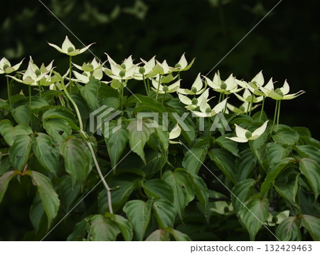 White flowers blooming in the mountains in early summer, the dogwood White flowers blooming in the mountains in early summer, the dogwood 132429463