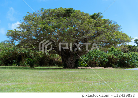 Banyan tree in a shady meadow on a sunny day 132429858