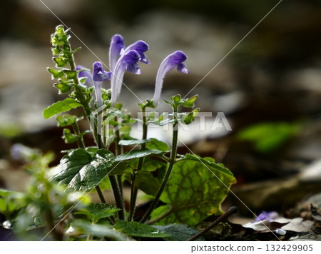 Purple flowers of early summer, Tougokusobatatsunami Purple flowers of early summer, Tougokusobatatsunami 132429905