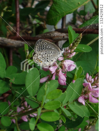 黑燕尾蝶和日本冬青 132429912
