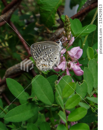 黑燕尾蝶和日本冬青 132429913