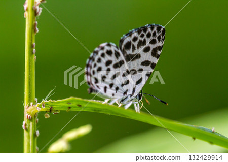 五石蜈蚣蝴蝶 132429914