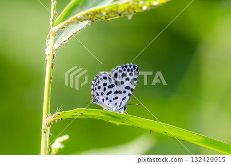 五石蜈蚣蝴蝶 132429915