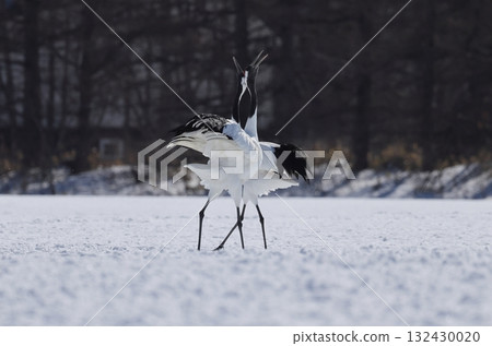 A pair of red-crowned cranes calling out to each other 132430020