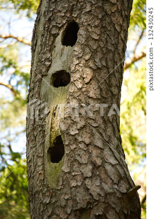 Tree trunk with woodpecker holes in a natural forest environment Tree trunk with woodpecker holes in a natural forest environment 132430245