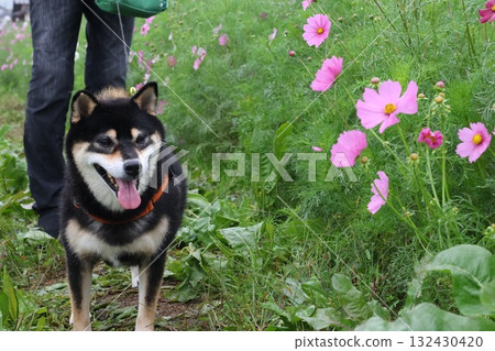 秋天人行道 132430420