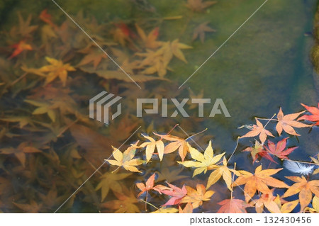 Momiji who changed leaves Momiji who changed leaves 132430456