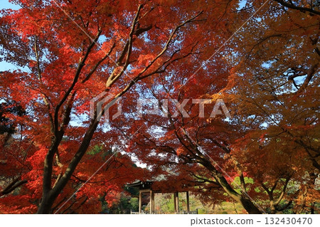 Momiji who changed leaves Momiji who changed leaves 132430470