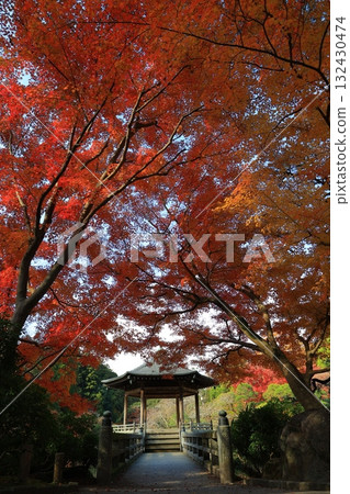 改變葉子的Momiji 132430474