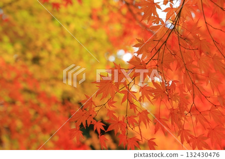 Momiji who changed leaves Momiji who changed leaves 132430476
