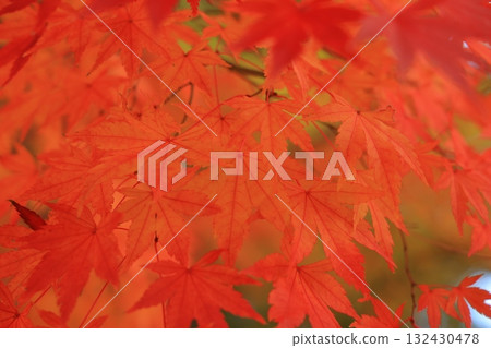 Momiji who changed leaves 132430478