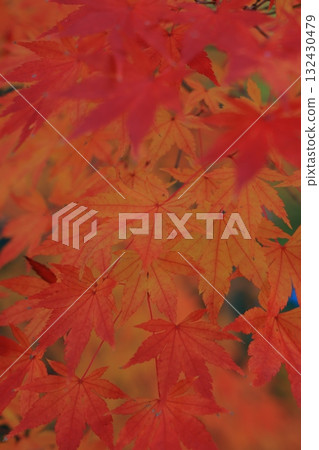 Momiji who changed leaves 132430479